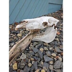 RARE Massive WILD Horse Skull With Bottom Jaw 25" Washington State Eastern Wa